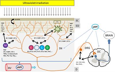 The Antipruritic Effect of Phototherapy